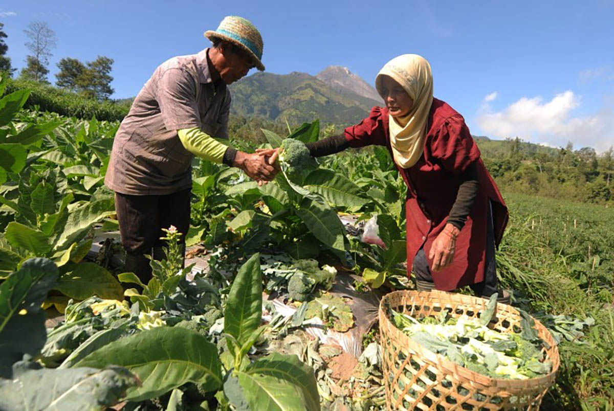Program MBG Dongkrak Pendapatan Petani Sayur di Bondowoso